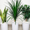 Potted Snake, Dracaena, Ficus Benjamina | Three Plants Bundle