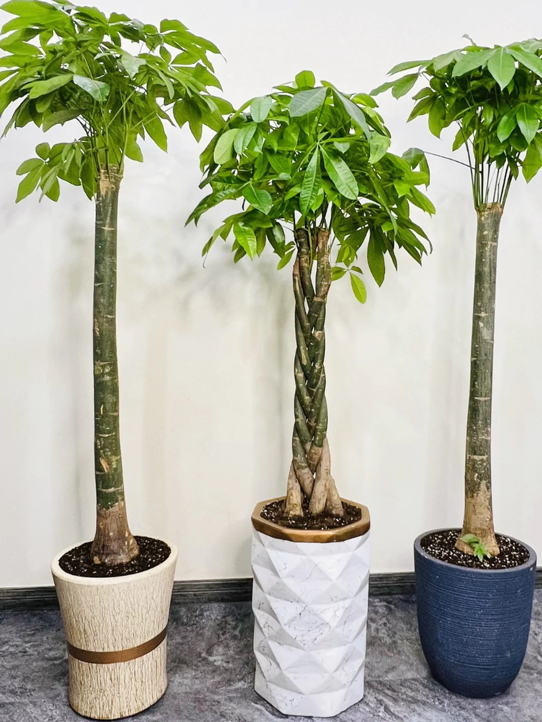 Three Potted XL Feng Shui Chinese Money Trees or Pachira Aquatica in Pots