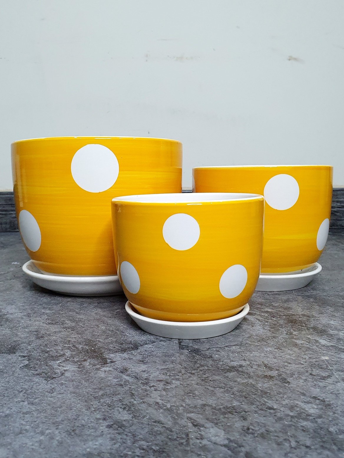 Potted Snake & ZZ | Two Plants Bundle