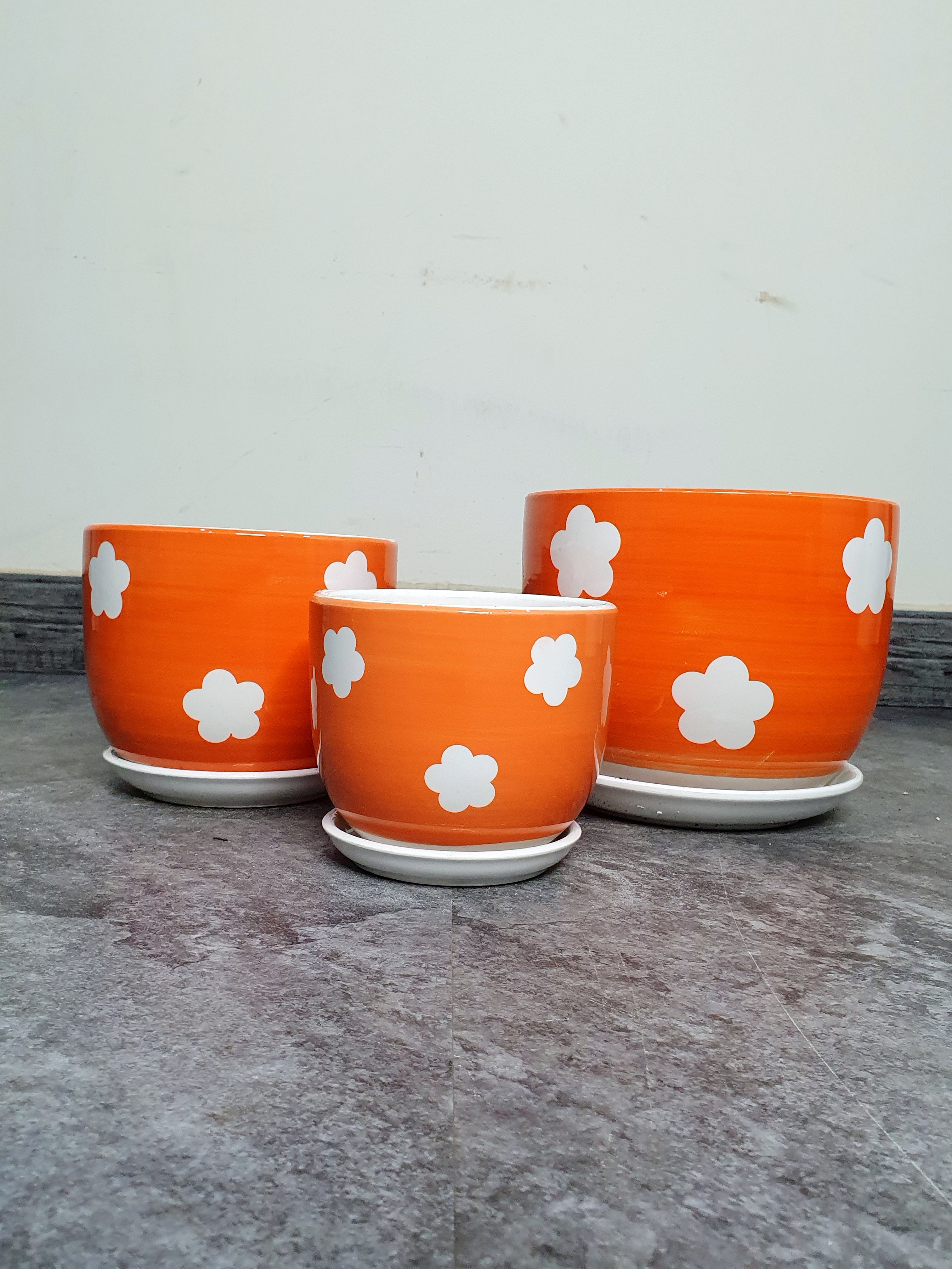 Potted Snake & ZZ | Two Plants Bundle