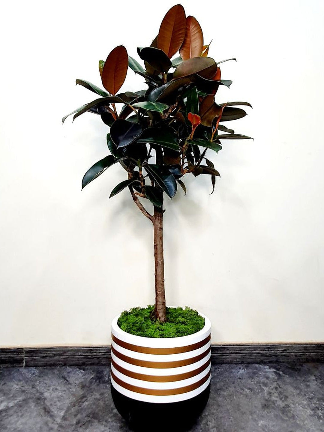 Potted Rubber Plant