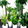 22_1 Corporate Office Bundle 8 Premium Plants | Low Light Planted in White Ceramic Pot