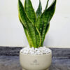 23-8 Potted Desktop Snake Plant 35-45 cm in a beige ceramic pot