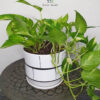 23_7bf3578c-543a-42c0-8ef0-1734cf52d2be Medium sized Desktop Money Plant in white ceramic pot