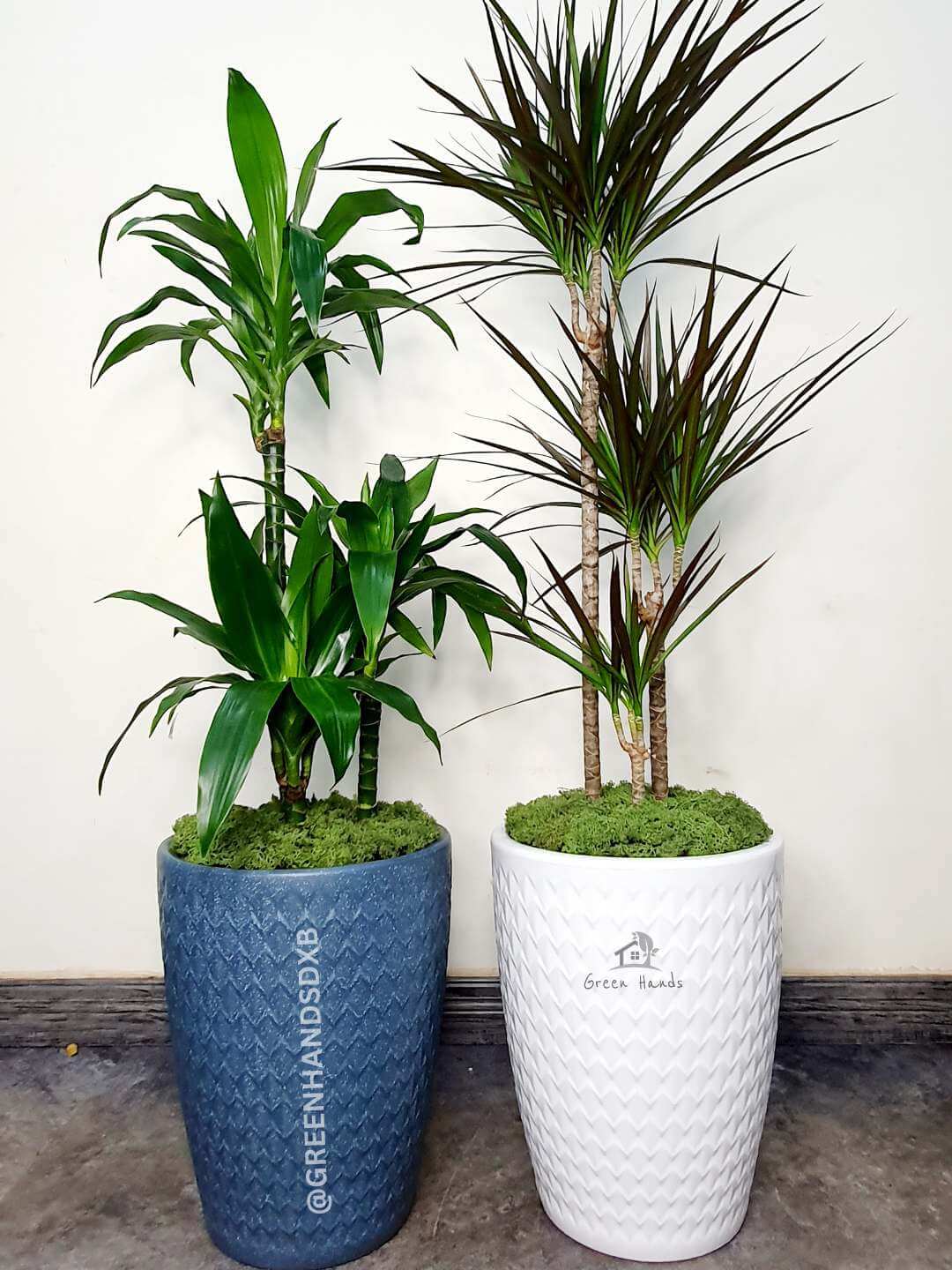 Dracaena Fragrans Planted in White Pot Pebbles Finished
