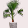 25-9 Potted Washington Palm Planted in Grey Ceramic Pot