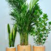 26_c273c84a-3303-40a2-84aa-9c47e52b6b73 Large Areca Palm, Snake & Ficus Panda Plants: Potted Trio in Matching Pots Planted in Earthy Wood Pot