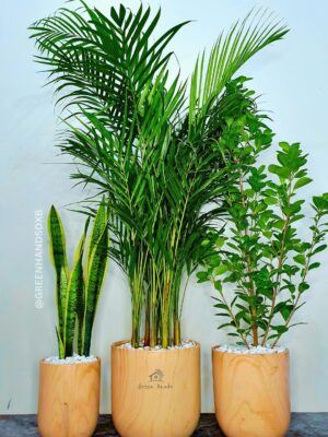 26_c273c84a-3303-40a2-84aa-9c47e52b6b73 Large Areca Palm, Snake & Ficus Panda Plants: Potted Trio in Matching Pots Planted in Earthy Wood Pot