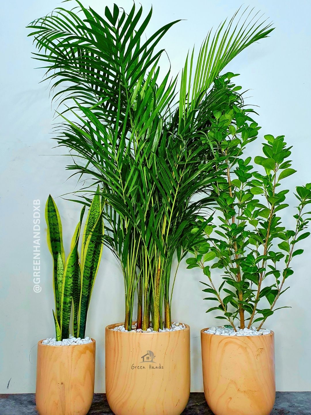 Large Areca Palm, Snake & Ficus Panda Plants: Potted Trio in Matching Pots Planted in Earthy Wood Pot