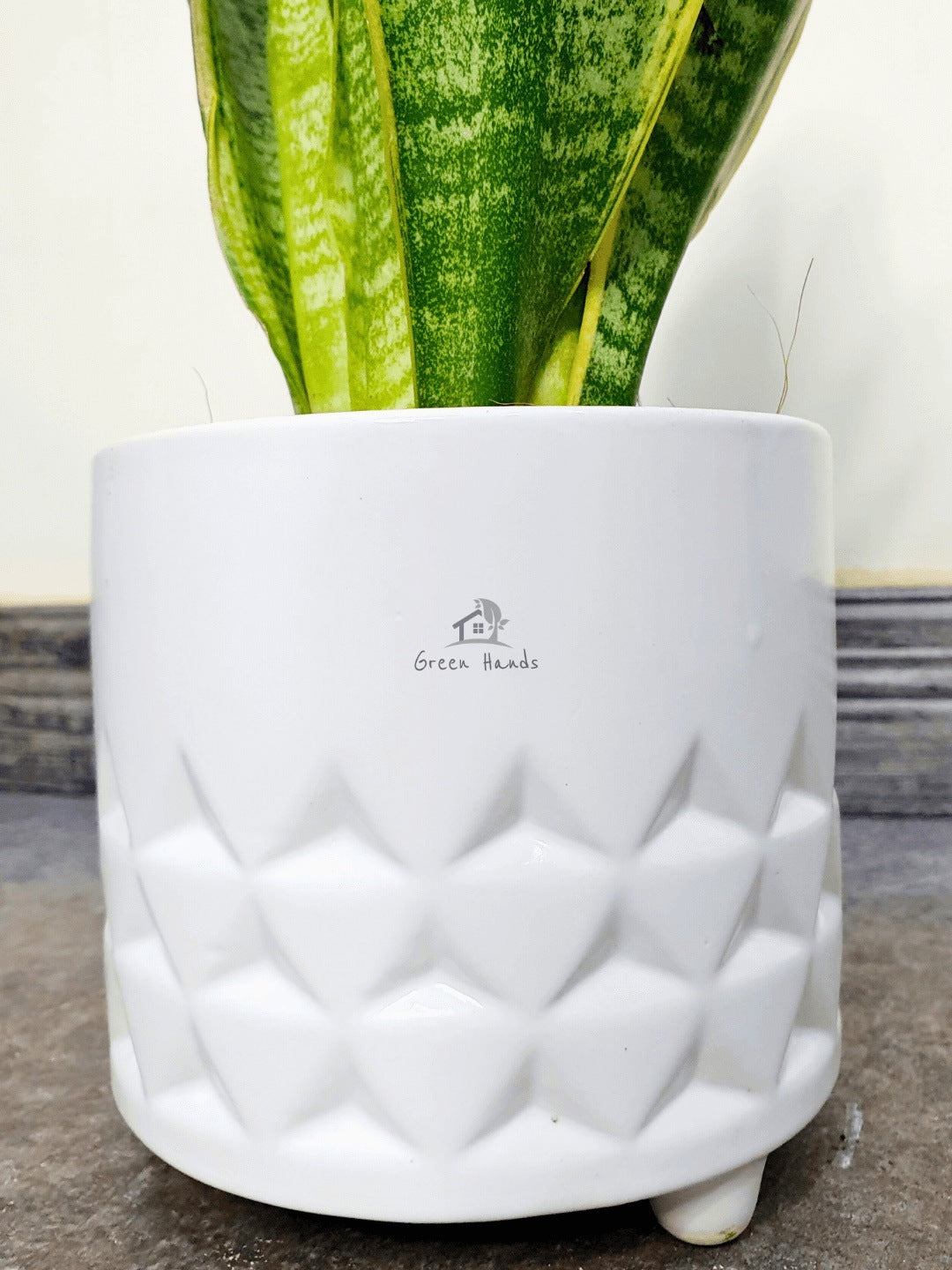 Potted Peace Lily - Desktop White Ceramic Pot zoomed in picture