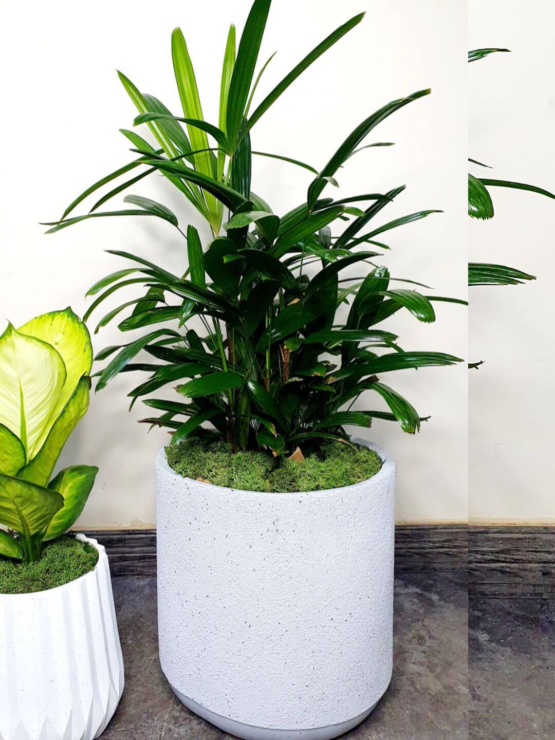 Potted Lady Palm or Rhapis Plant 100-120 cm Planted in Fiber Pot White Finished