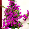 3-d4e9aa0f-5056-4d69-b9f3-b9bb168149c4-6 Potted Large Bougainvillea Planted in Ceramic Purple