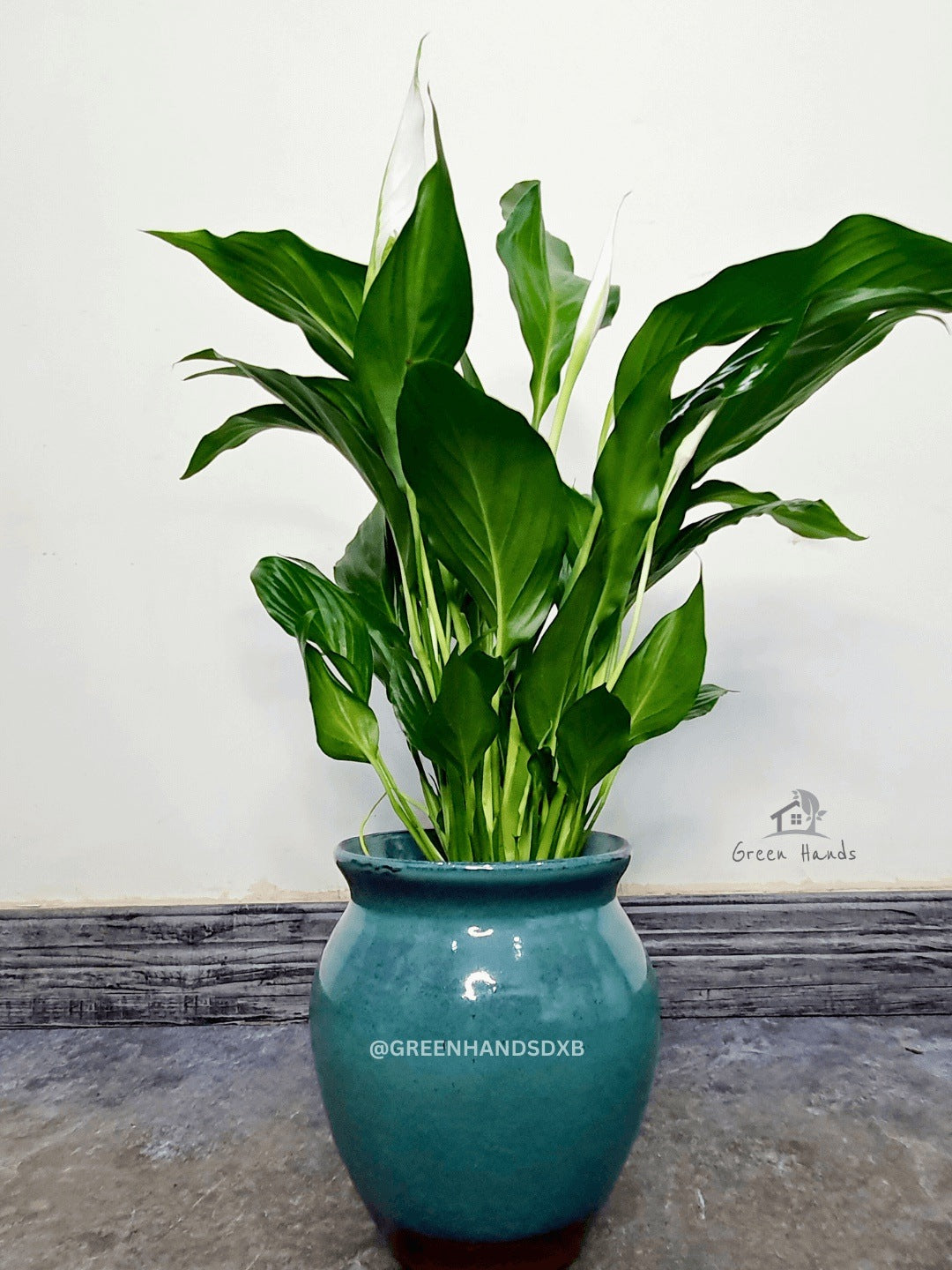 Potted Peace Lily - Desktop Green Terracotta Pot
