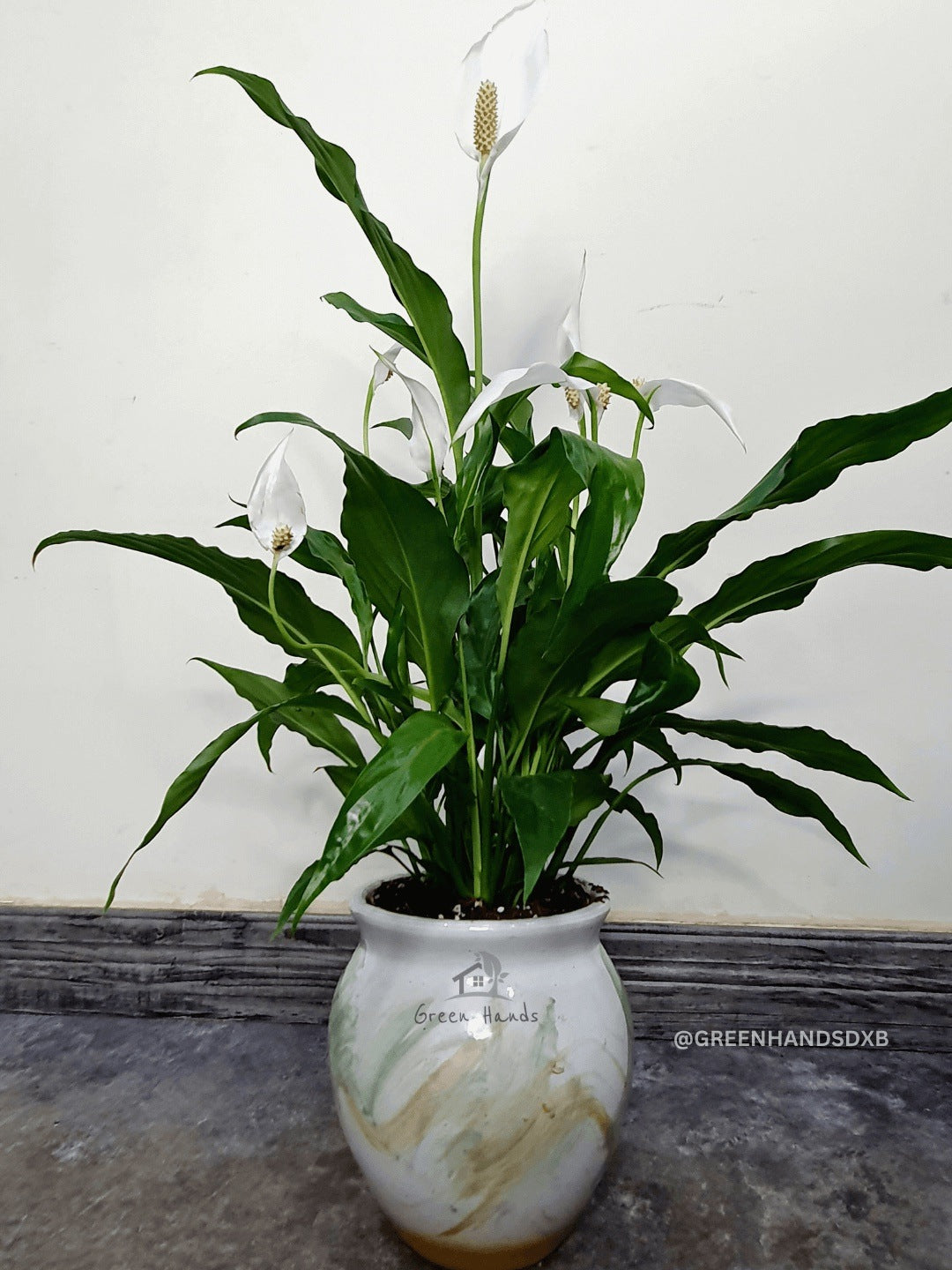 Potted Peace Lily - Desktop Designer White Terracotta Pot