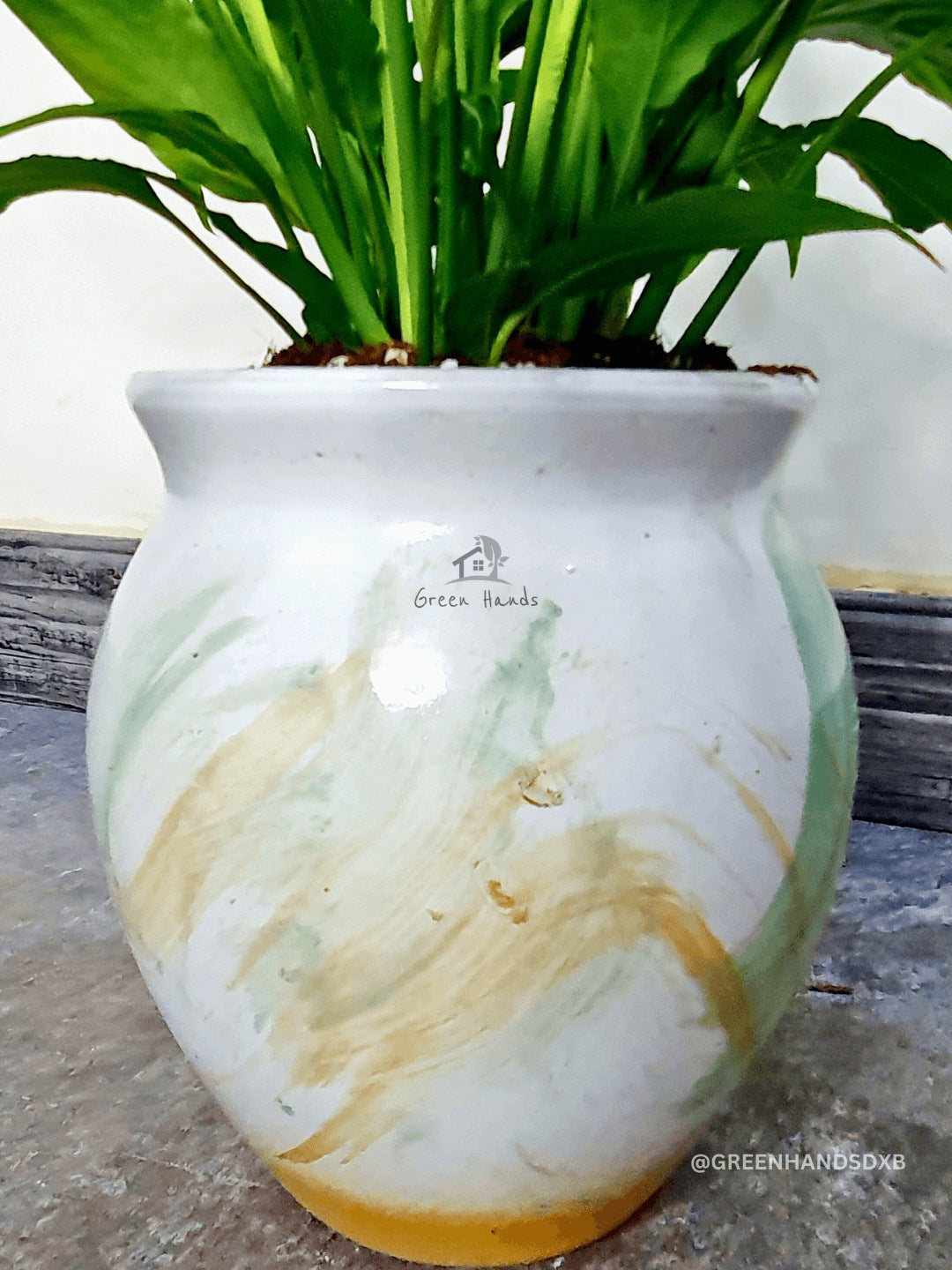 Potted Peace Lily - Desktop Designer White Terracotta Pot zoomed in picture of the pot