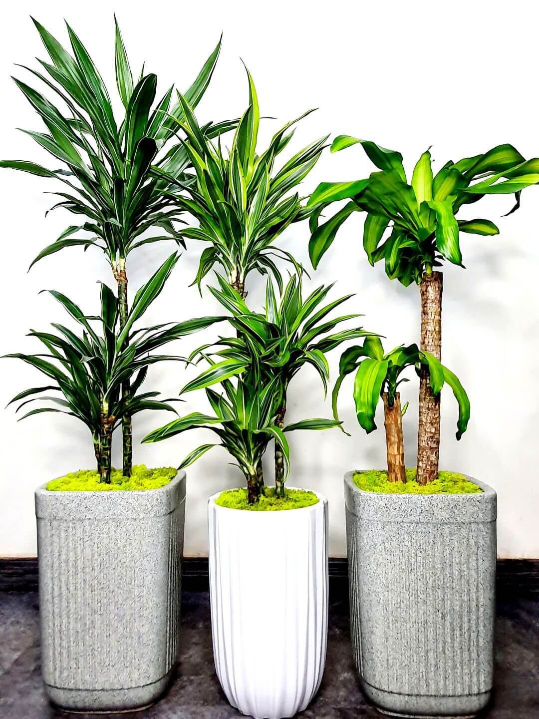 Warneckii Dracaena Planted Grey Pot