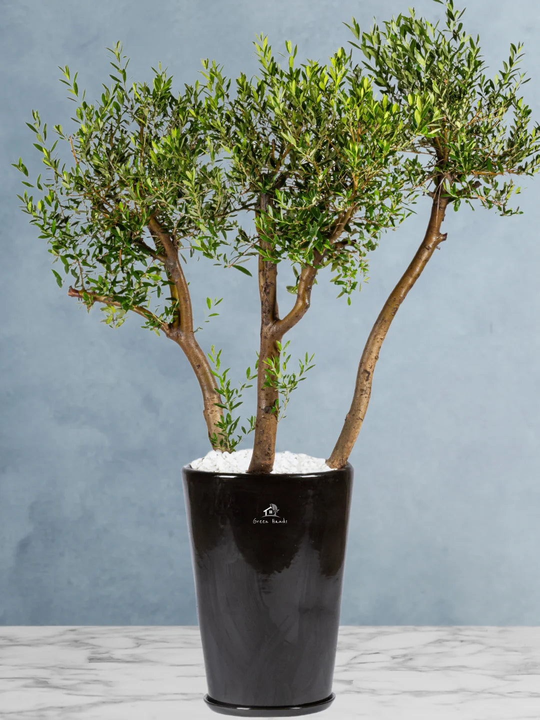 Potted 3 Head XL Olive Tree Or Olea Europa | Statement Plants Collection - Image 2
