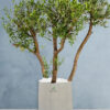 3HeadMatureOliveTreeinGreyFiberPot_0a46f8ba-dfa3-465b-b368-9326b2da278c