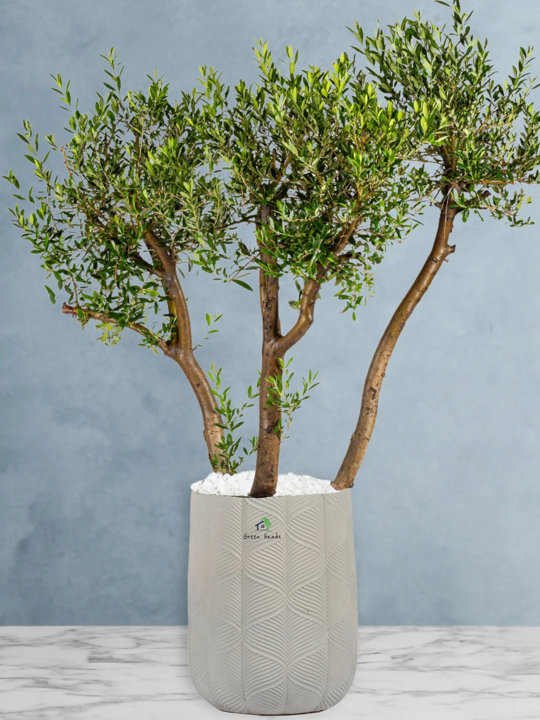 Potted 3 Head XL Olive Tree Or Olea Europa | Statement Plants Collection