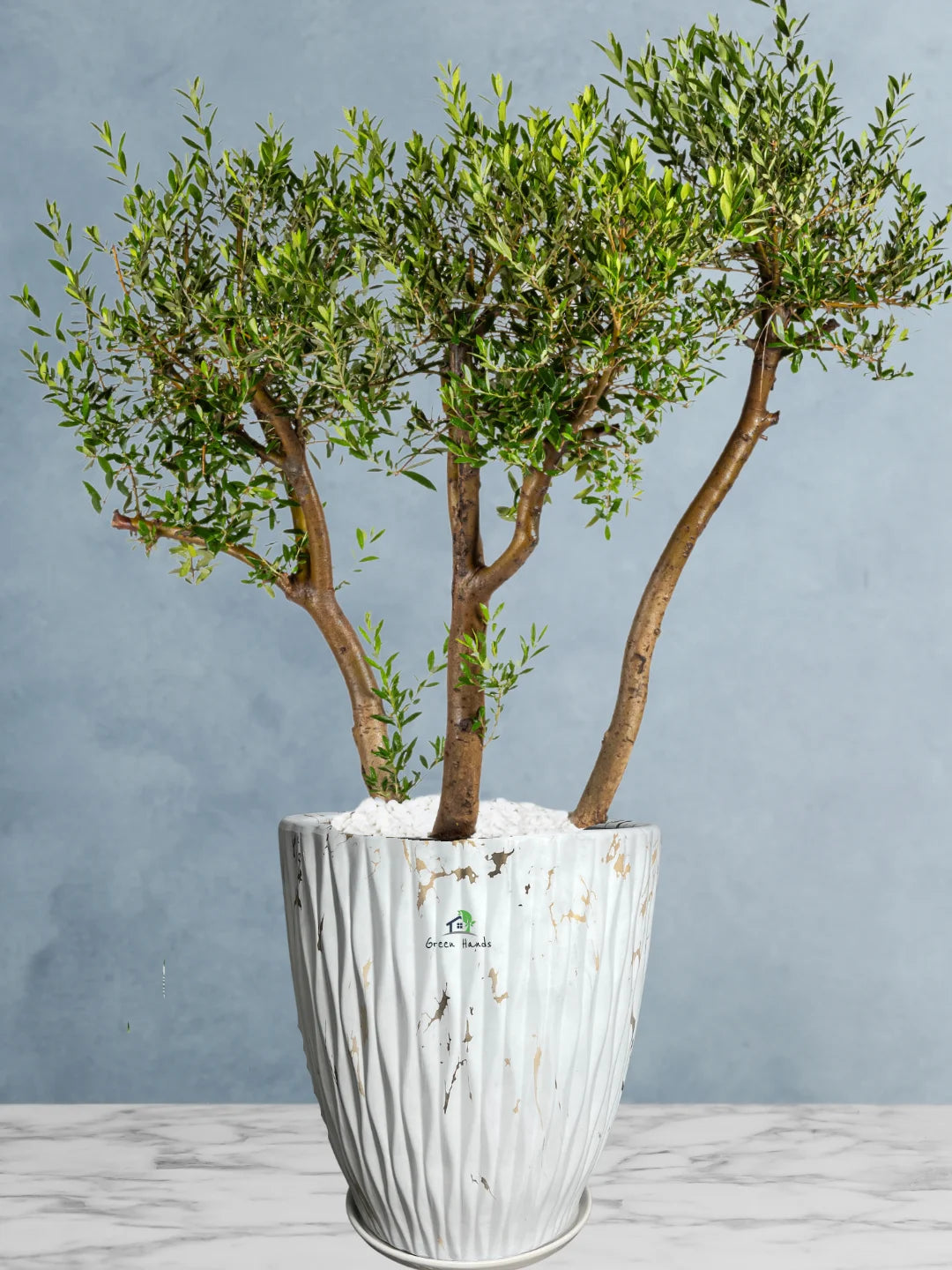 Potted 3 Head XL Olive Tree Or Olea Europa | Statement Plants Collection - Image 7