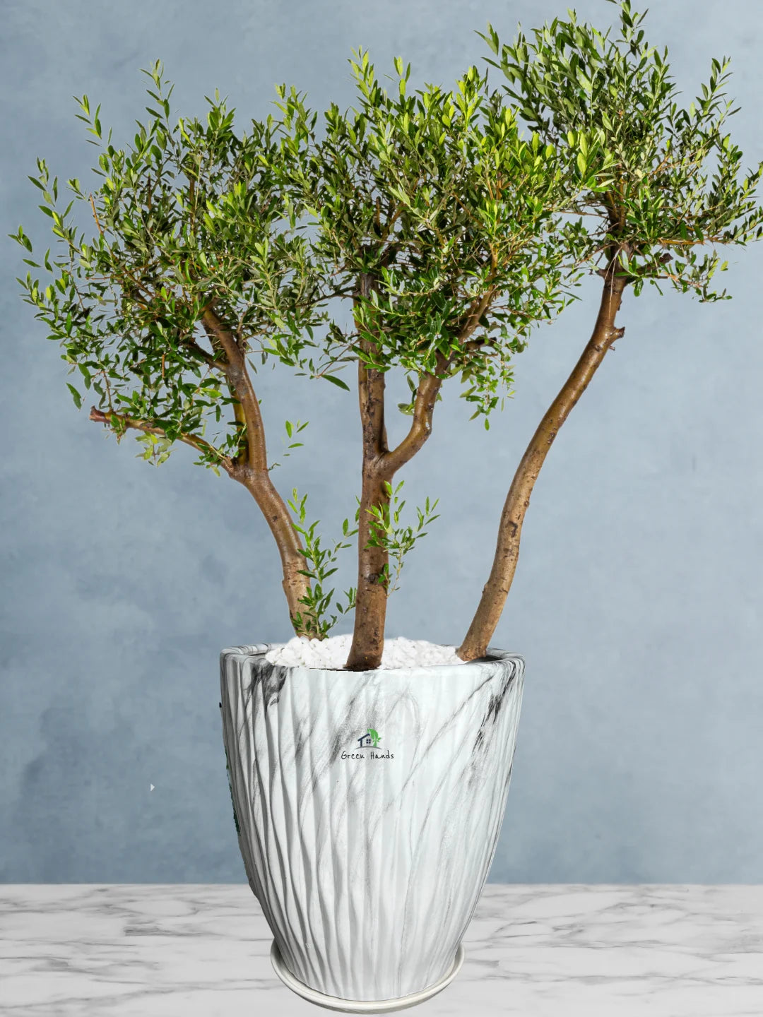 Potted 3 Head XL Olive Tree Or Olea Europa | Statement Plants Collection - Image 5
