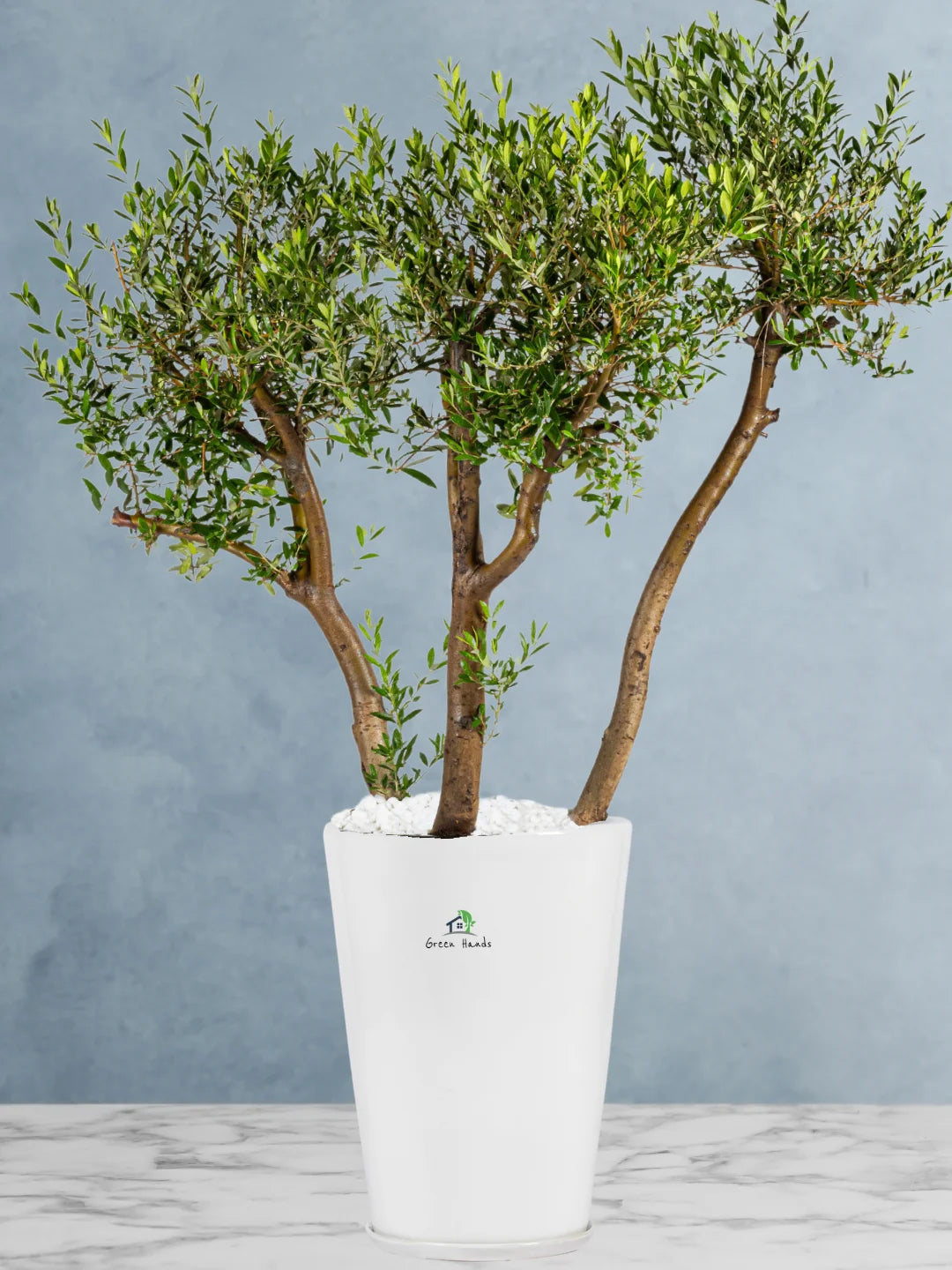 Potted 3 Head XL Olive Tree Or Olea Europa | Statement Plants Collection - Image 6