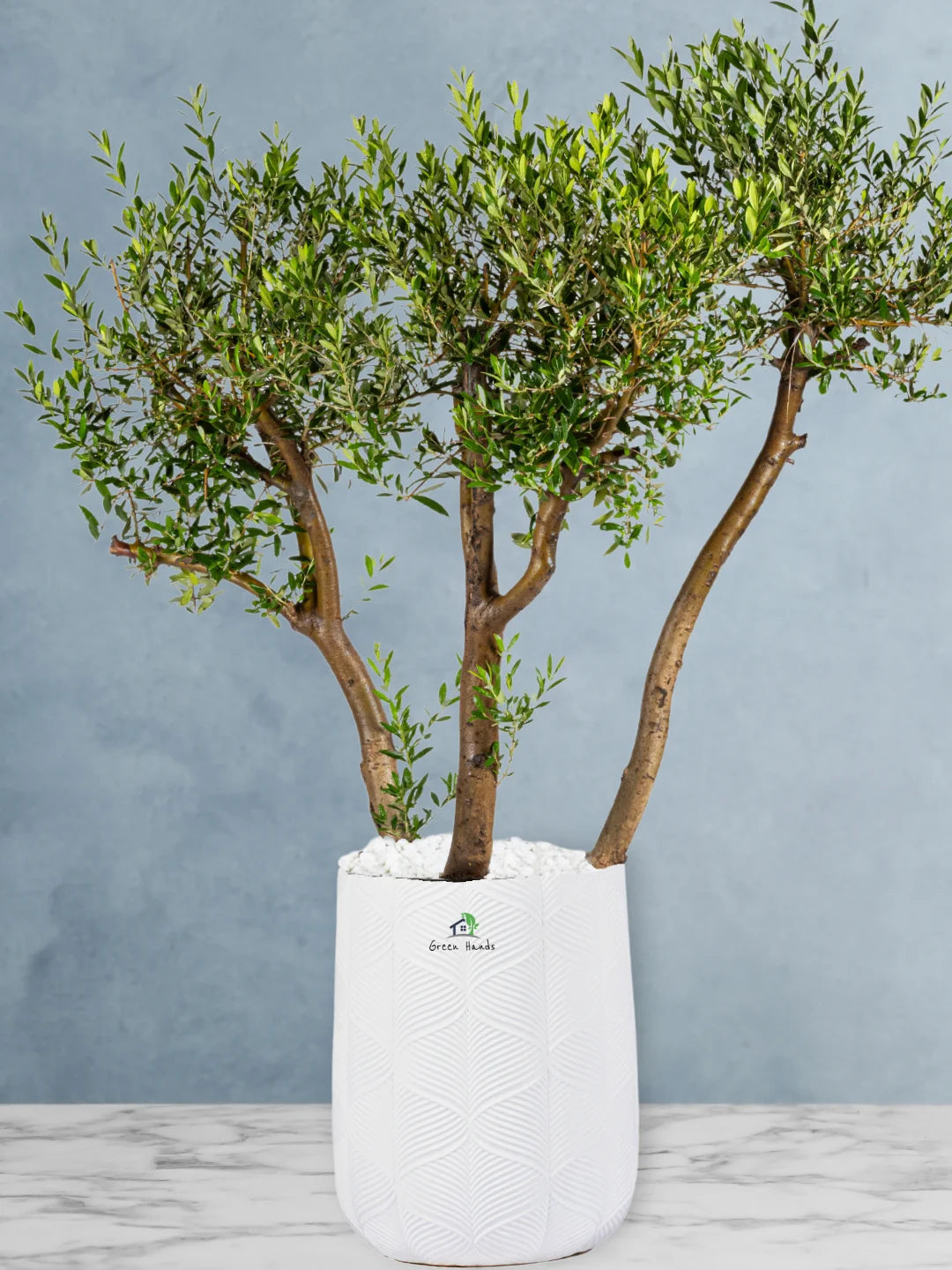 Potted 3 Head XL Olive Tree Or Olea Europa | Statement Plants Collection - Image 3