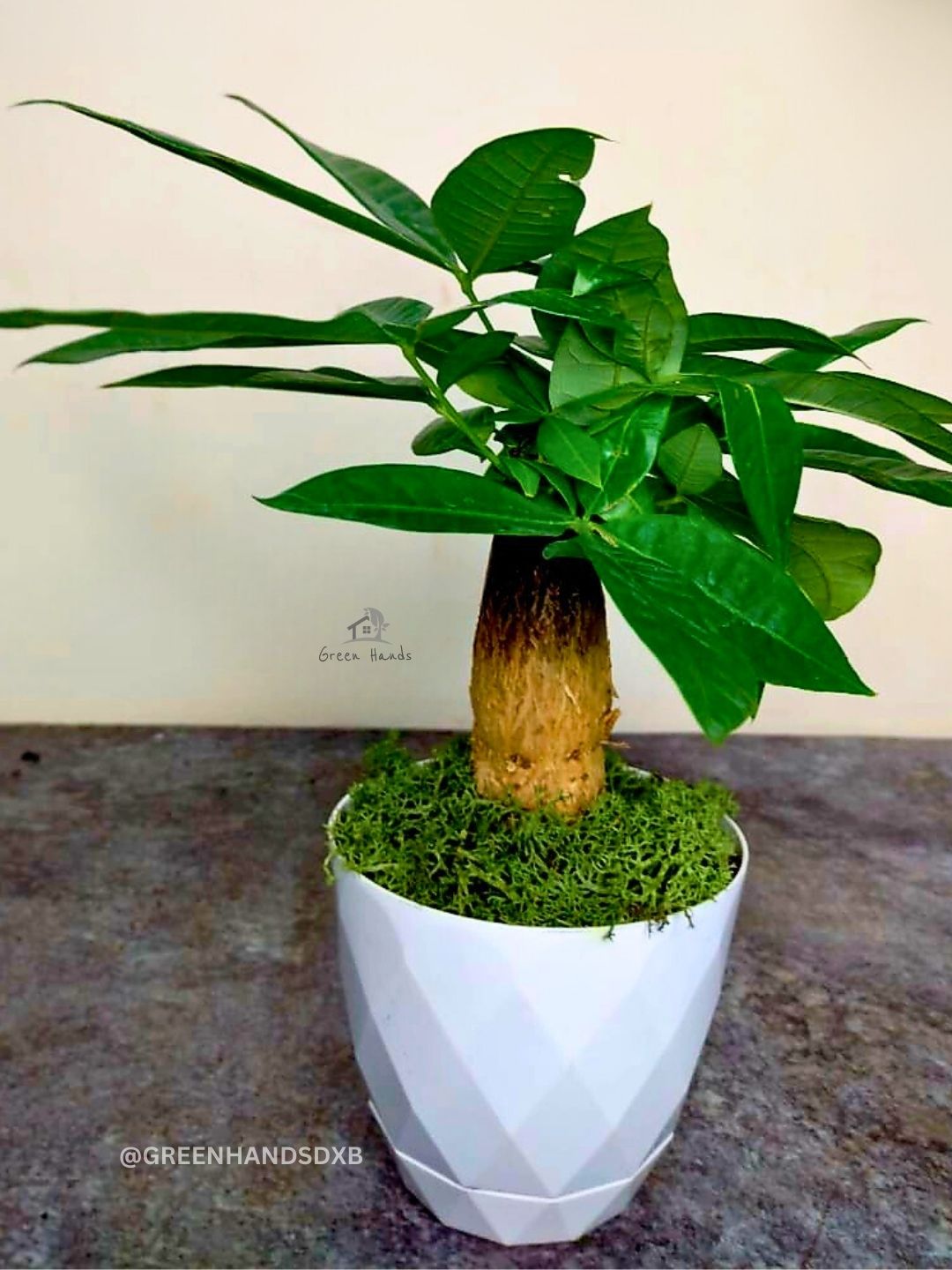 Pachira Aquatica or Money Tree | Pot & Moss Included Planted in White Ceramic Pot