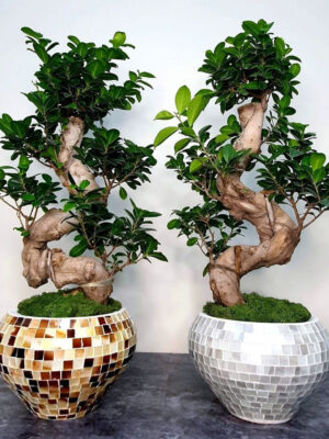 Premium Potted Bonsai Tree - S Shape Planted in Beige Tiles Pot