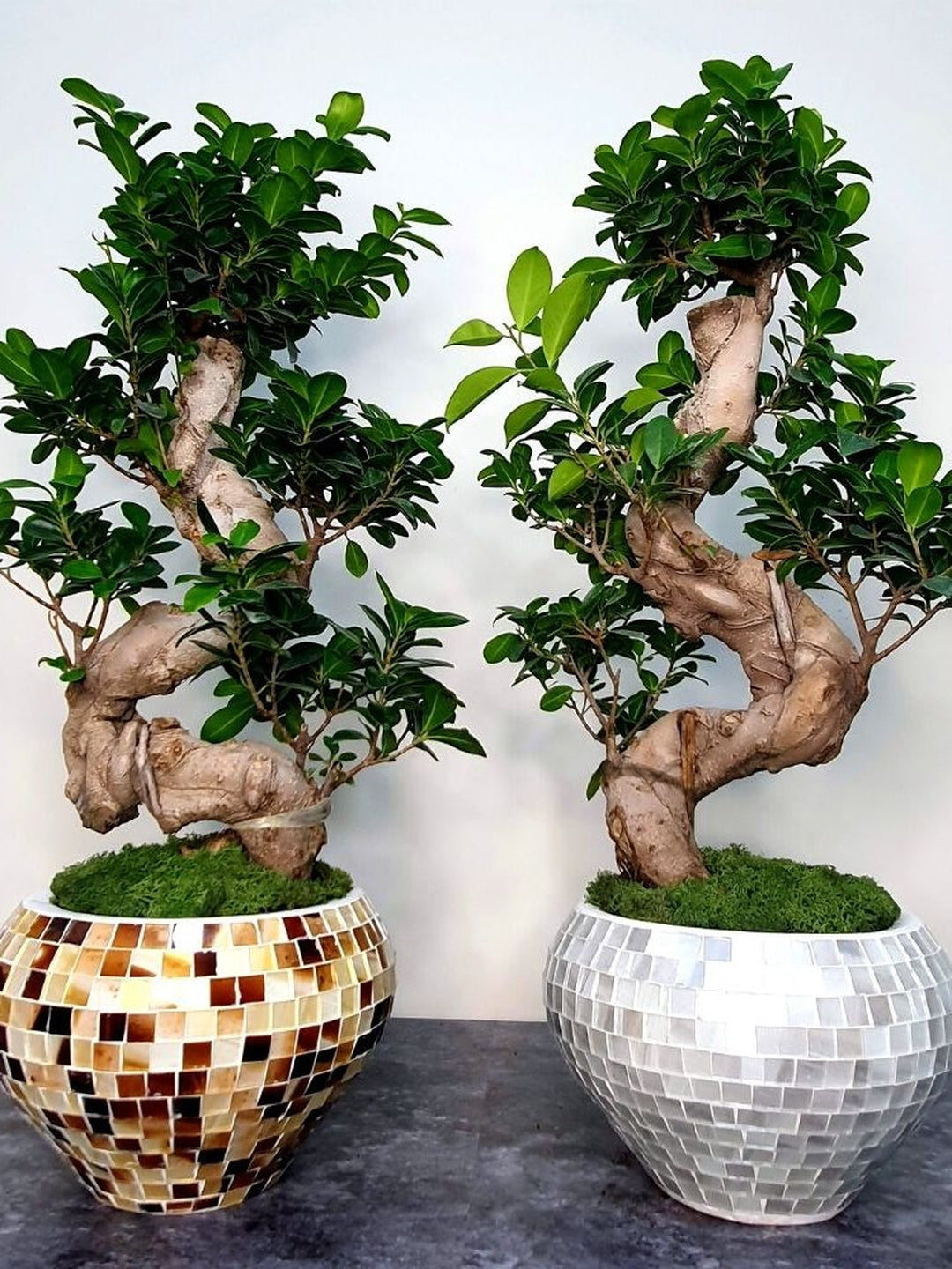 Premium Potted Bonsai Tree - S Shape Planted in Beige Tiles Pot