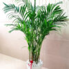 4-19d8426a-6f1e-4dbc-97b7-ac499d34bcf3-2 Potted Large Areca Palms 130-140 cm Planted in White Flexible Pot
