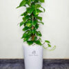 Potted XL Money Plant Planted in White Pot