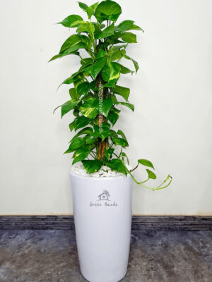 Potted XL Money Plant Planted in White Pot