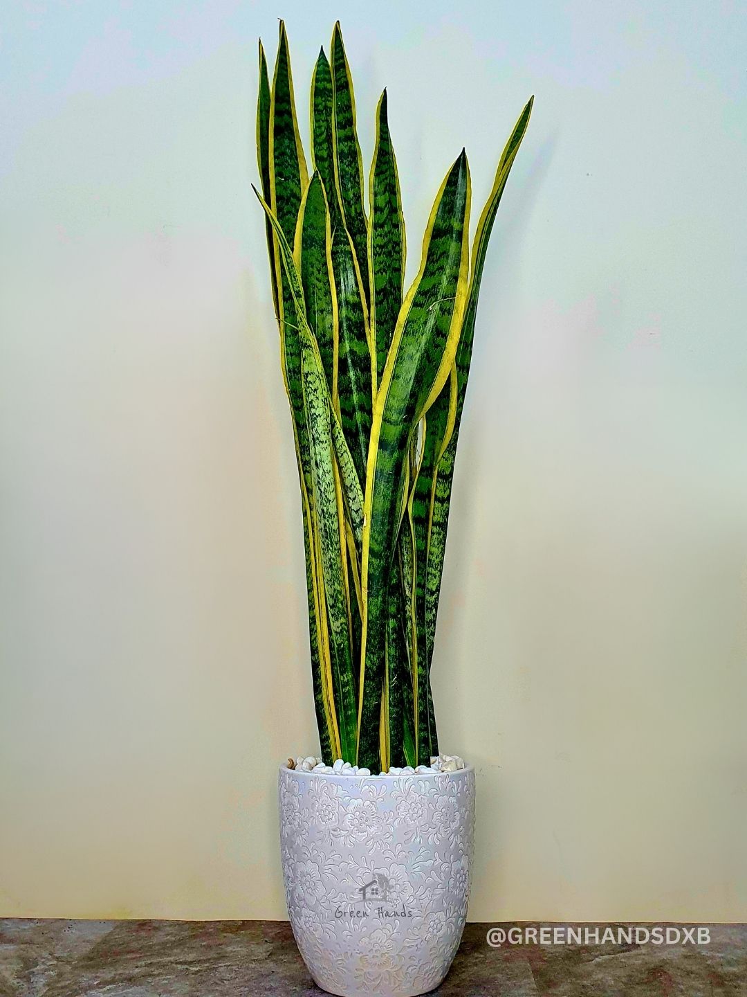 Snake Plant: The Ultimate Low-Maintenance, Air-Purifying Indoor Plant Planted in Marble Gold Pot