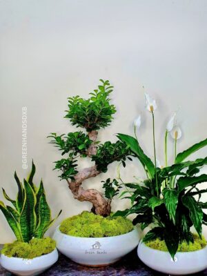 Premium Indoor Plant Bundle: Peace Lily, S Bonsai & Snake Plant in Ceramic Pots