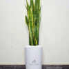 46-1 Snake Plant: The Ultimate Low-Maintenance, Air-Purifying Indoor Plant Planted in Glossy White Pot