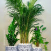 Potted Areca Palm, ZZ, Money Plant | Three Plants Bundle Planted in Deep Blue Floral Pot