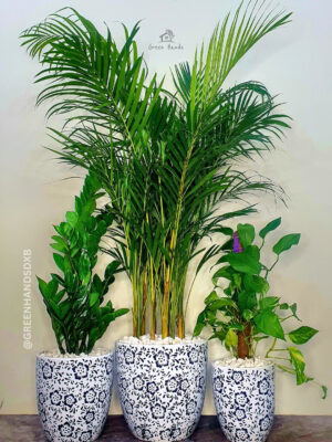 Potted Areca Palm, ZZ, Money Plant | Three Plants Bundle Planted in Deep Blue Floral Pot
