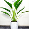 4_03f0b0d9-23b0-4a9f-8878-3ea4deeb2608 Potted Traveller's Palm Planted in White Pot