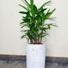 4_1f2a0009-75b4-47be-809a-95c057ddecae Potted Lady Palm or Rhapis Plant 100-120 cm Planted in Ceramic Pot White Finished
