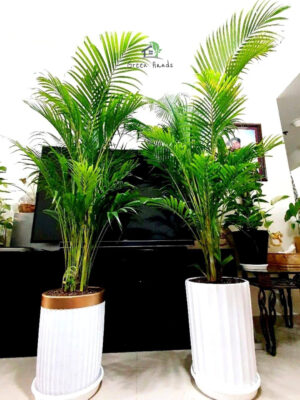 Two Potted XL Areca Palms Bundle Planted in Ceramic Pot White