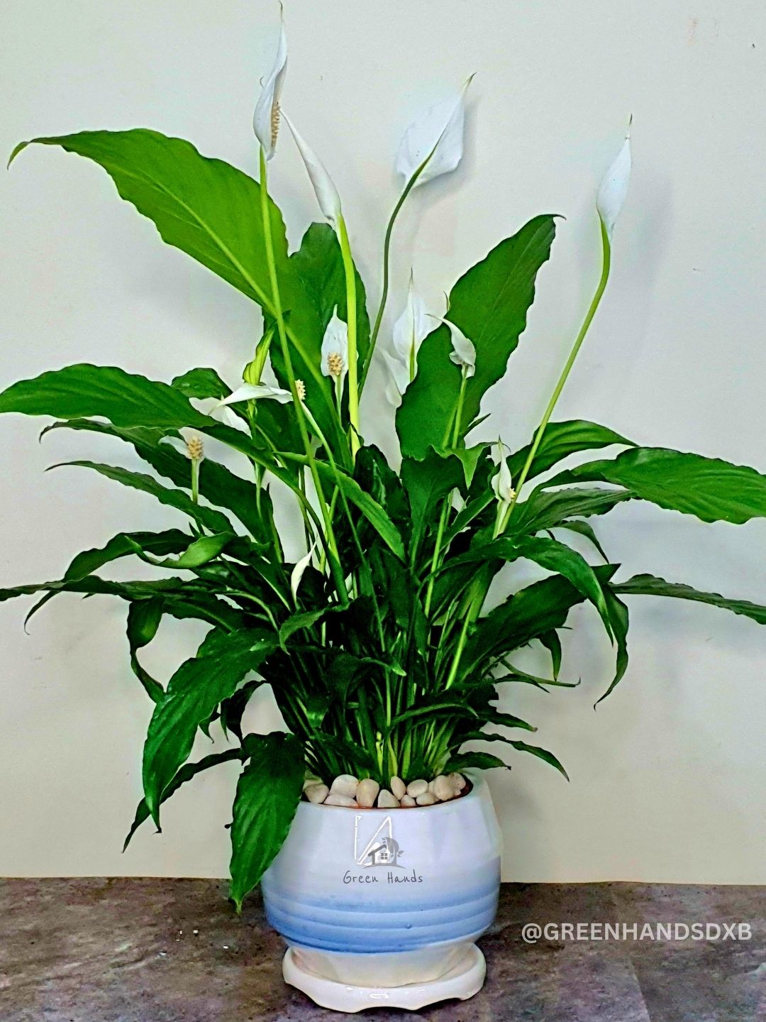 Peace Lily: The Ultimate Air-Purifying Plant in a Chic Ceramic Pot Planted in White Pot
