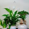 Elite Desktop Plant Collection: Peace Lily, S Bonsai & Snake Plant in Fine Ceramic Pots