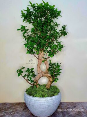 Potted Large 8 shape Bonsai Planted in White Pot with Pebbles