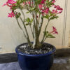63-4 Desert Rose Plant Planted in Blue Pot
