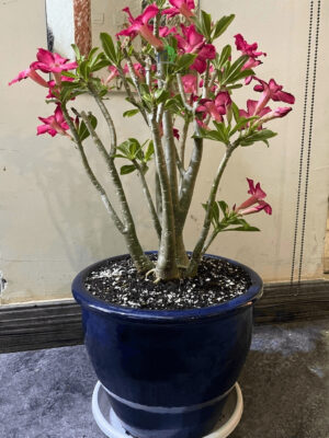 63-4 Desert Rose Plant Planted in Blue Pot