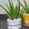66-0 Potted Aloe Vera Plant - Pet Friendly Indoor Air Purifier
