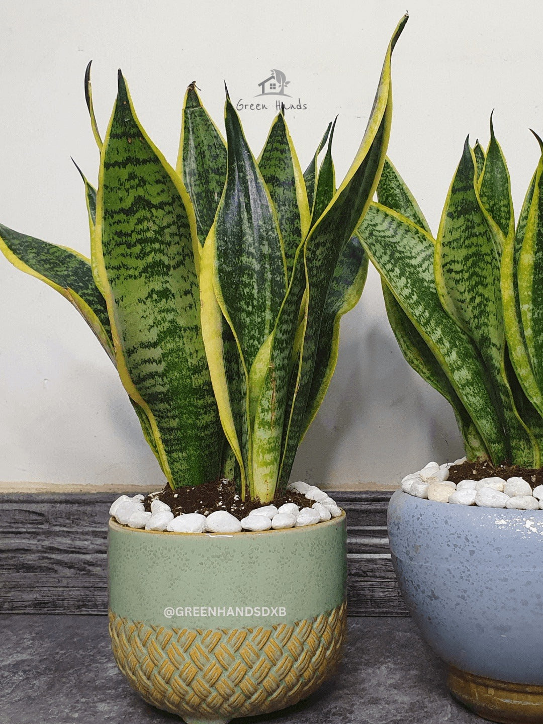 Potted Desktop Snake Plant 35-45 cm in a green ceramic pot