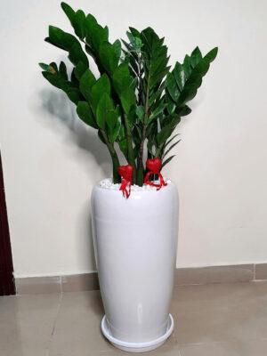 Potted ZZ or Zamia Plant Planted in Ceramic Grey Pot