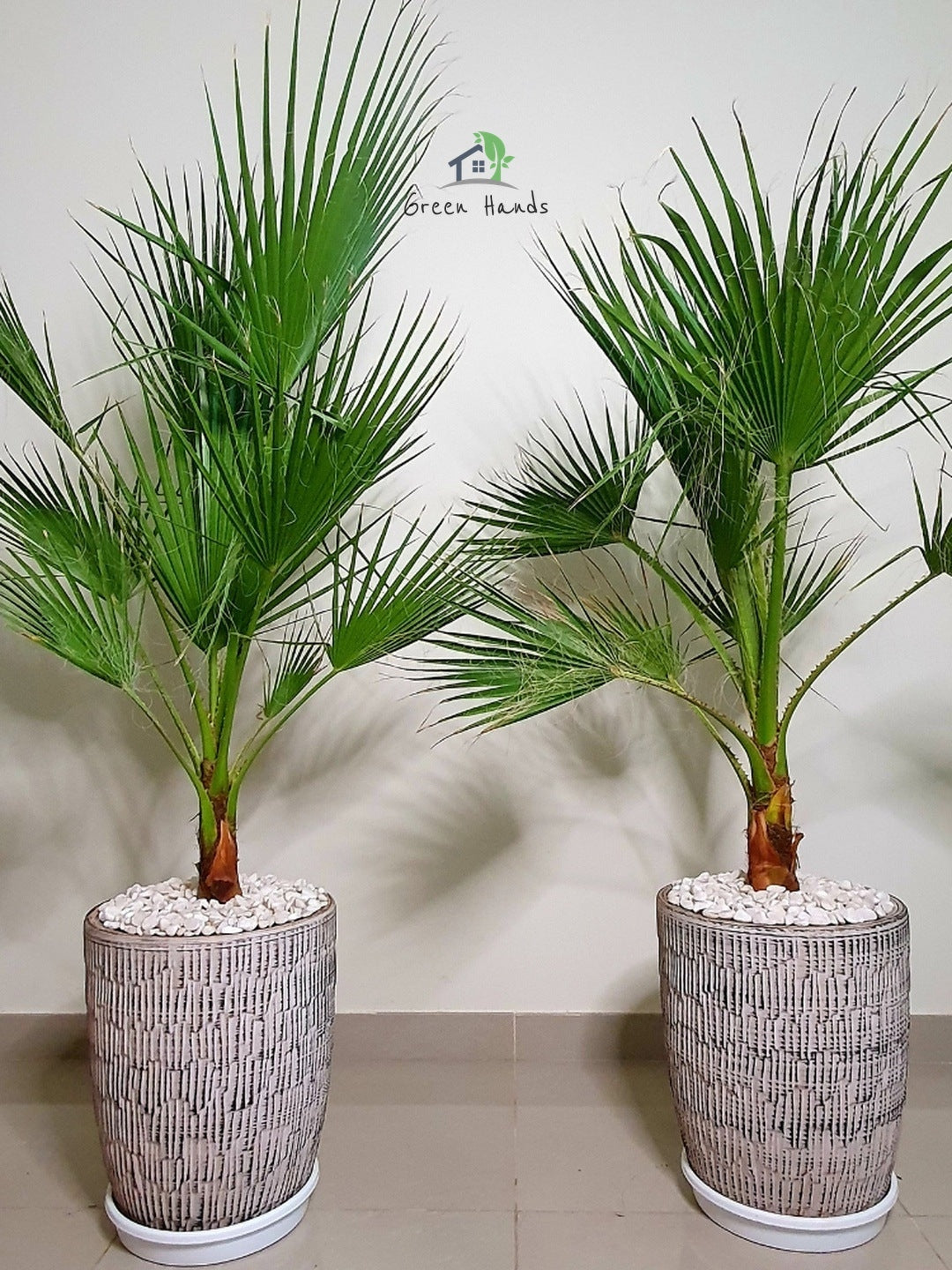 Potted Washington Palm Planted in Grey Ceramic Pot